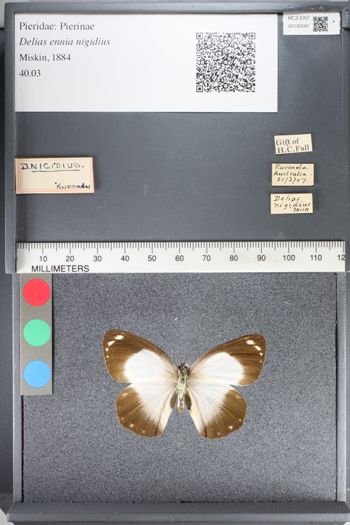 Media type: image;   Entomology 130581